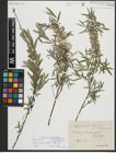 Foto von Salix repens subsp. rosmarinifolia (L.) Andersson